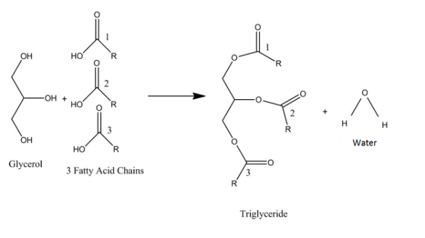 formation_of_triglyceride